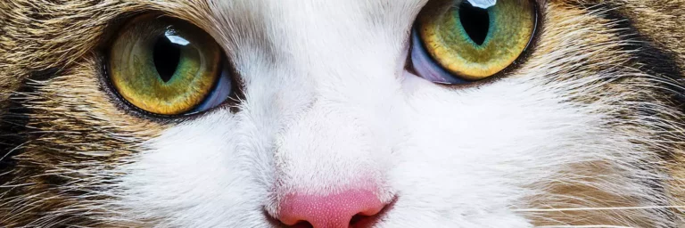Are Cats Color Blind? The Science Behind Feline Eyes.