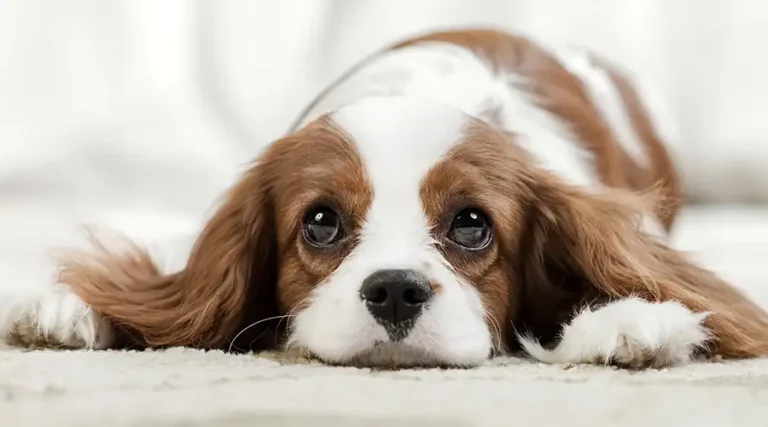 All About Dog Depression