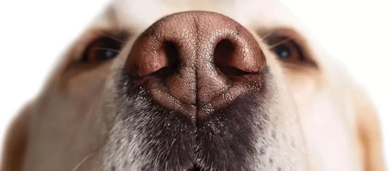 Lupus in Dogs : Signs, Symptoms, Treatment + Pictures