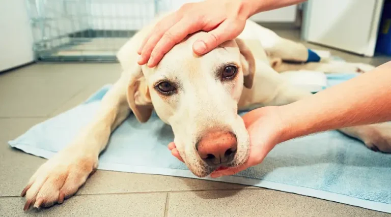 All About Cancer in Dogs : Signs, Symptoms, & Treatment Advice