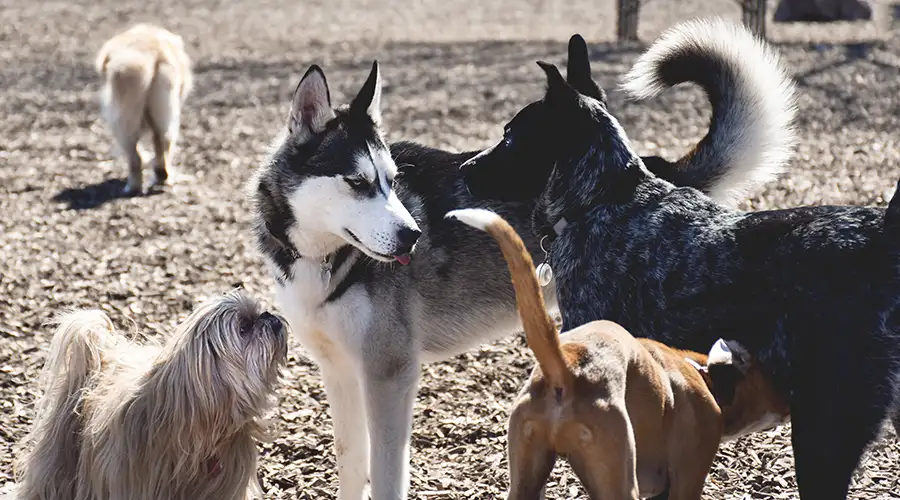 dogs passing illness