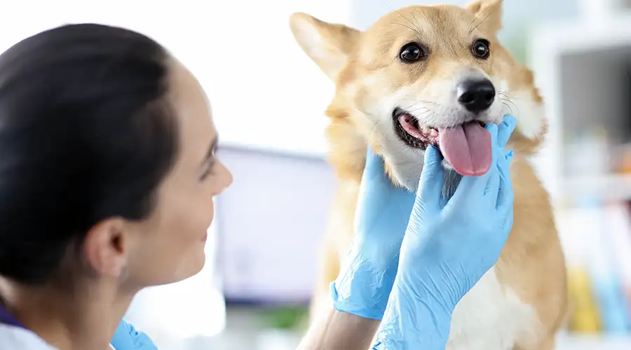 Hyperthyroidism in Dogs