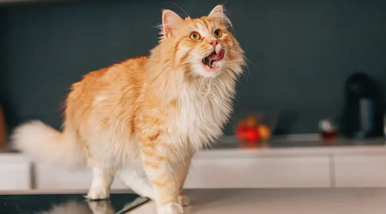 Orange Cat Names – 100 Pawesome Names for Your Ginger Kitty