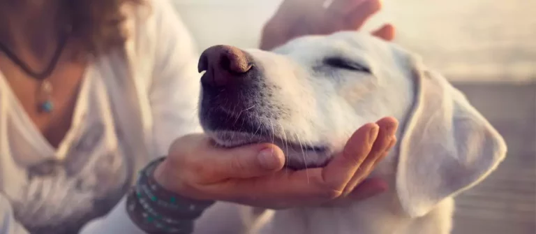 Seizures in Dogs : Signs, Symptoms, & Treatment