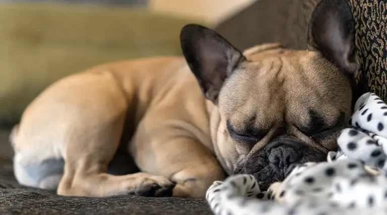 All About Dog Brain Tumors