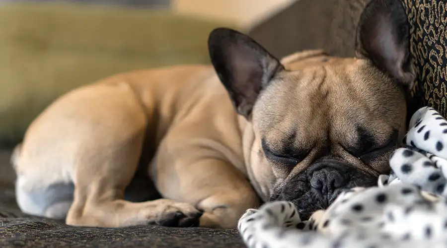 Brain Tumors in Dogs