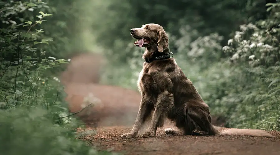 Poison Ivy on Dog