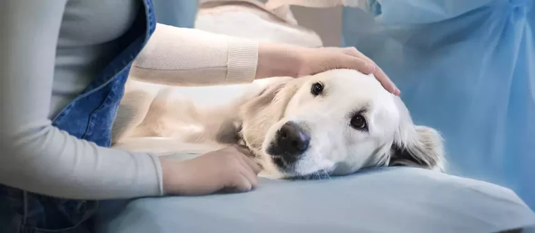 Pyometra in Dogs : Signs, Symptoms, & Treatment + Pictures