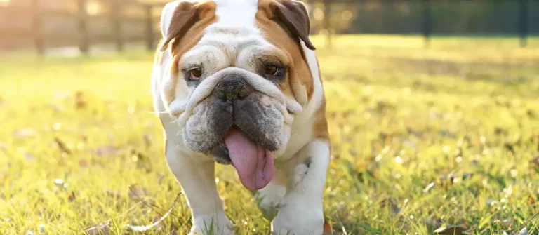 Heat Stroke in Dogs : Signs, Symptoms, Treatment, & Recovery
