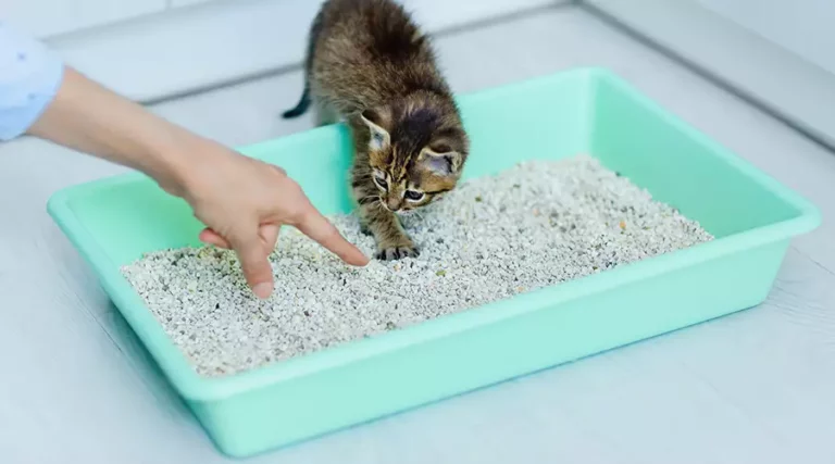 How to Litter Train a Kitten : When To Start & What To Do