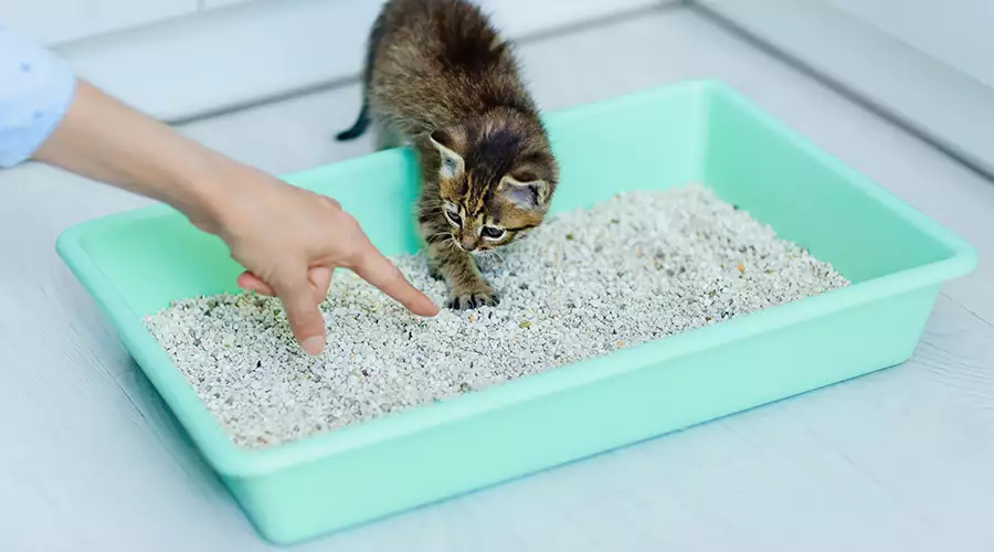How To Litter Train a Kitten
