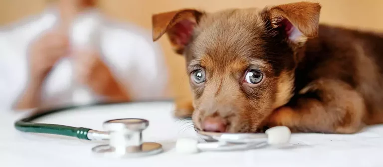 Parvo in Dogs : CPV Signs, Symptoms, & Treatment