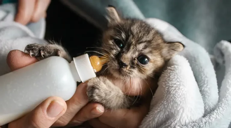 Weaning Kittens : 5 Essential Steps to Free Feeding After Birth