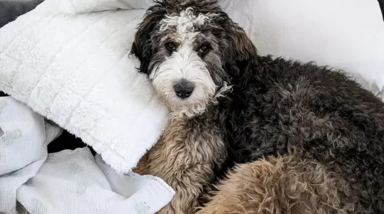 Australian Mountain Doodle Dog Breed Information & Pictures – 2023