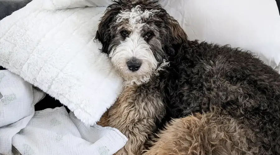 Australian Mountain Doodle