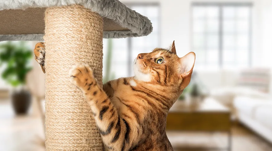 Best Cat Scratching Post
