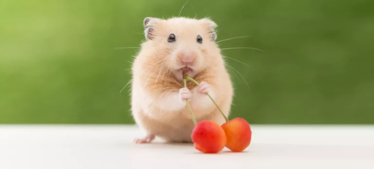 Can Hamsters Eat Cherries?