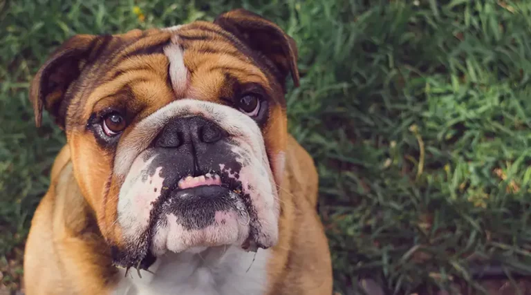 Dog Jowls : Our Complete Guide to Common Questions About Droopy Jowls