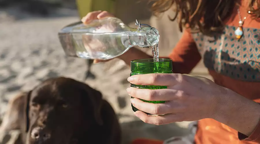 Can Dogs Drink Mineral Water