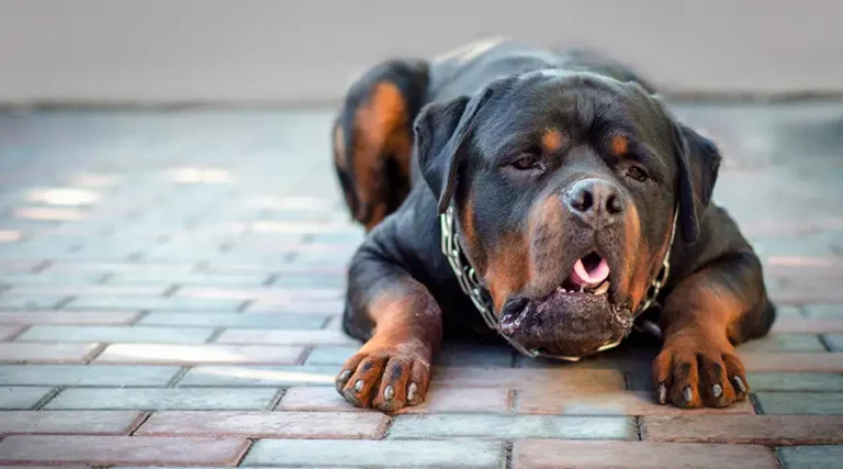 Why is My Dog Throwing Up Undigested Food? 5 Common Reasons + Prevention Tips