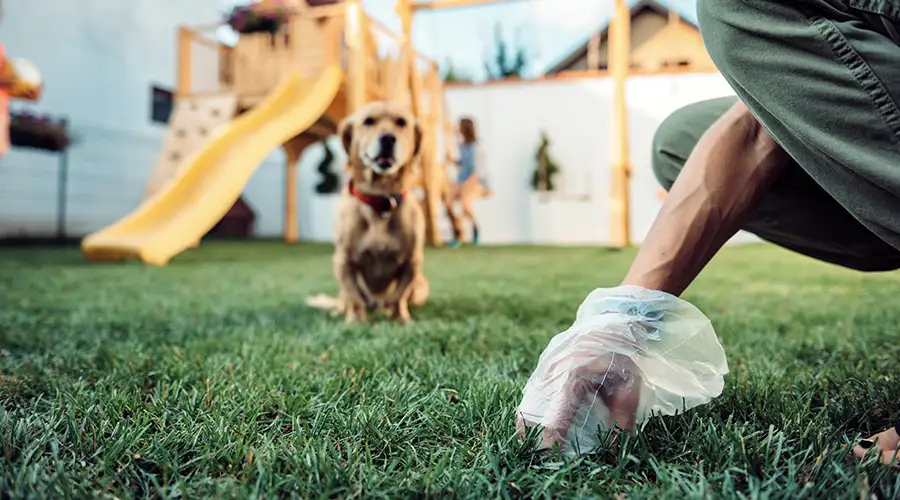 Owner picking up mustard yellow dog poop