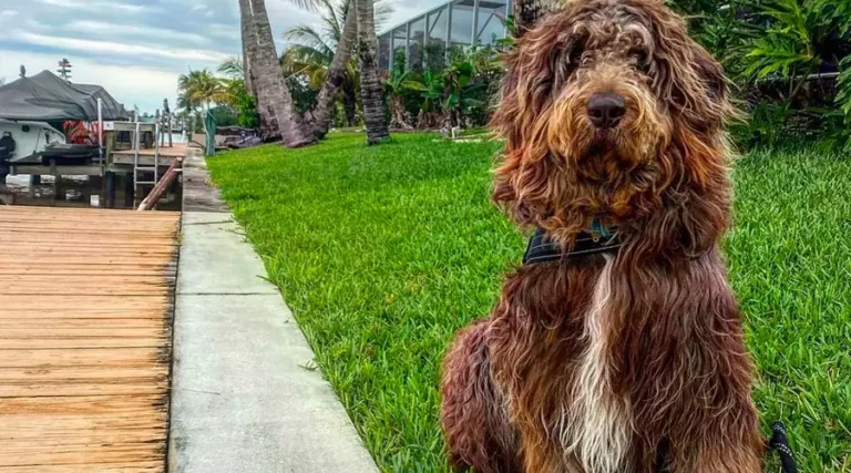 Newfypoo : All About This Newfoundland x Poodle Mixed Breed + Pictures