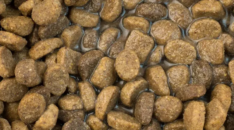 Tips on Soaking Puppy Food in Water or Replacement Milk + When To Stop