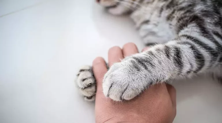 Are Your Cat’s Paws Clean?
