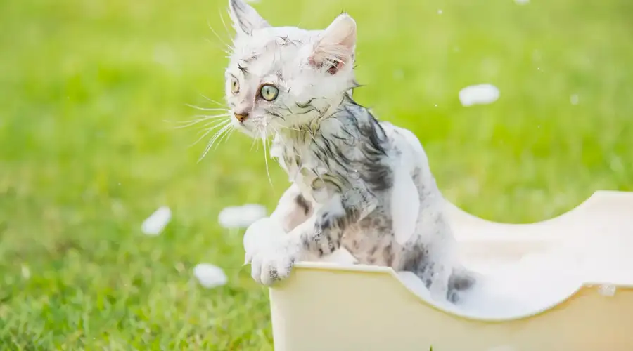 Bathing Kittens