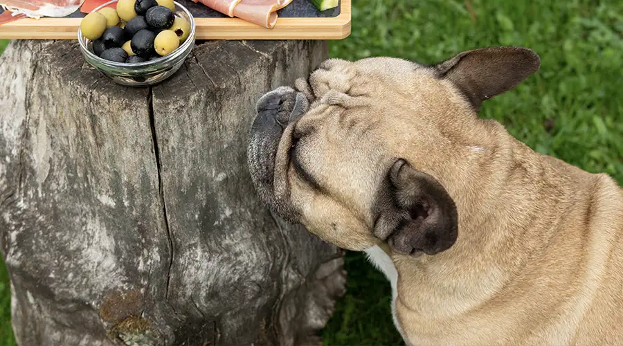 Can Dogs Eat Olives
