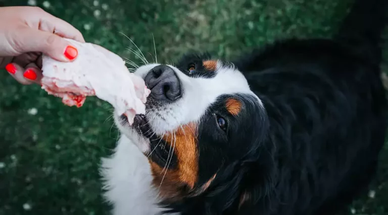 Can Dogs Eat Rib Bones? Nutrition Benefits + Hazardous Safety Warnings