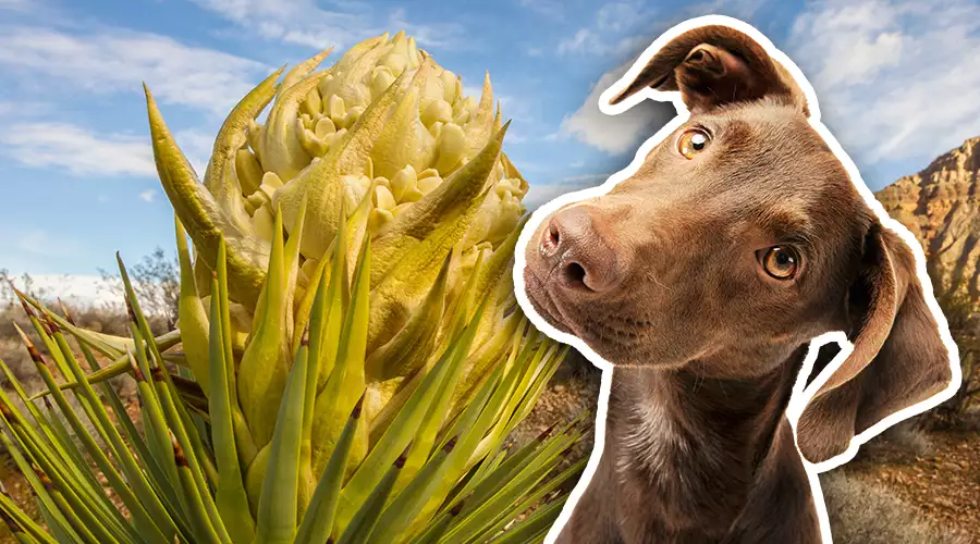 Can Dogs Eat Yucca?
