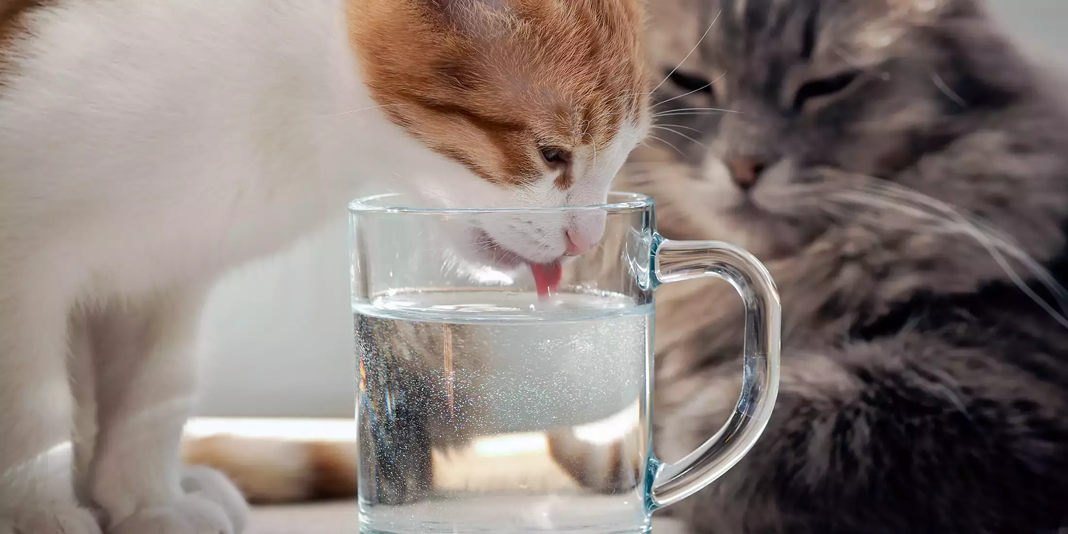 cat drinking water