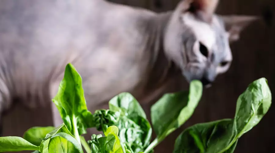 Can Cats Eat Spinach?