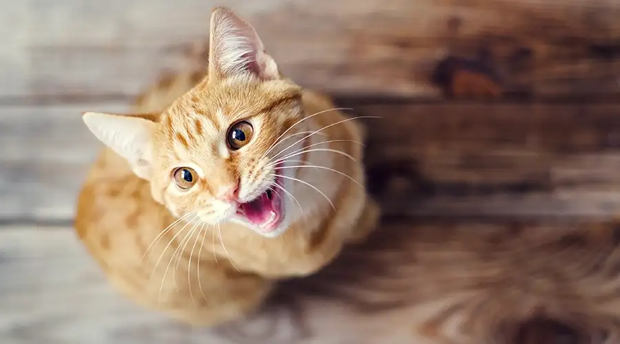 Cat Moaning