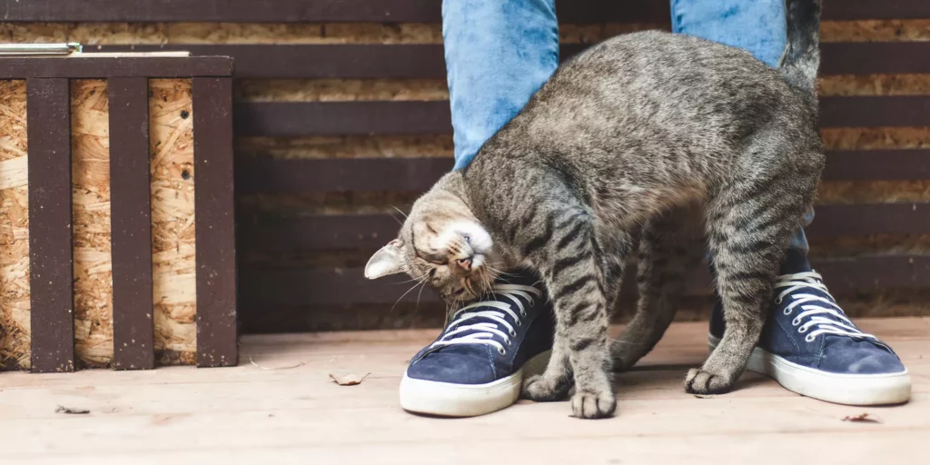 Cat Rubbing Against Leg