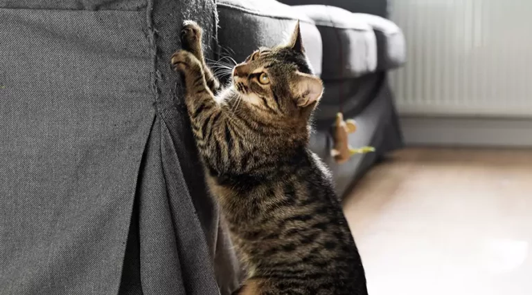 Why Do Cats Scratch Furniture? + 4 Ways To Get Them To Stop