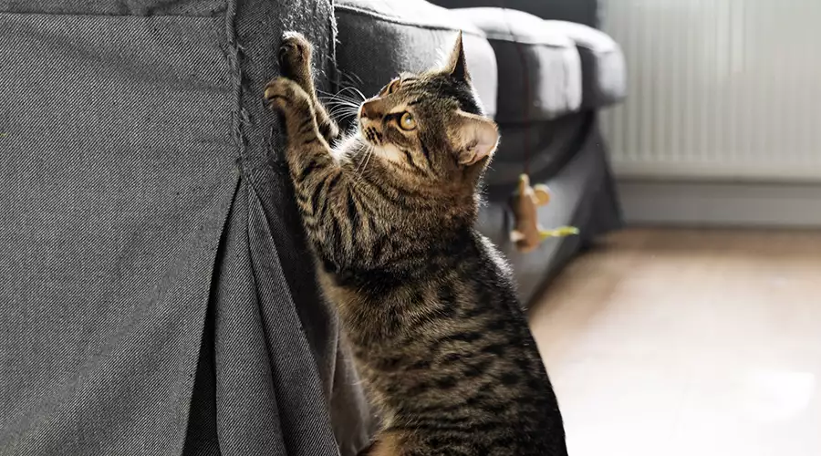 How To Stop Your Cat From Scratching Furniture
