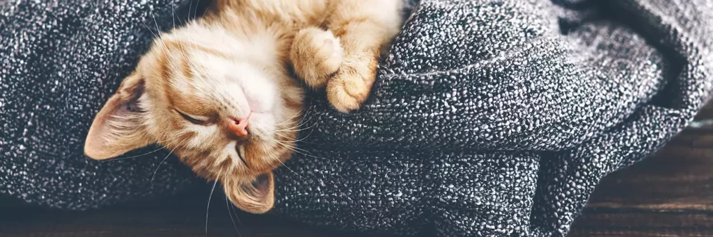 Why Do Cats Sleep So Much