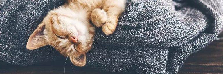 Why Do Cats Sleep So Much?