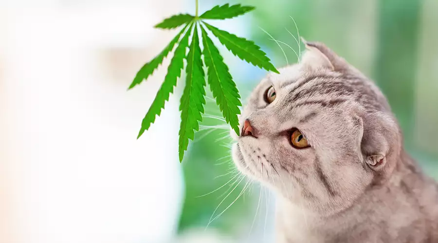 Cat & Medical Marijuana