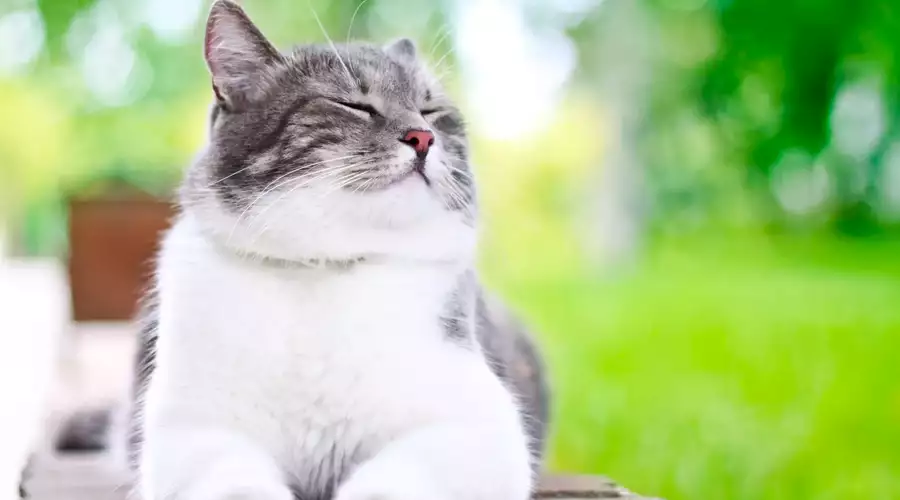 Cat Sunbathing