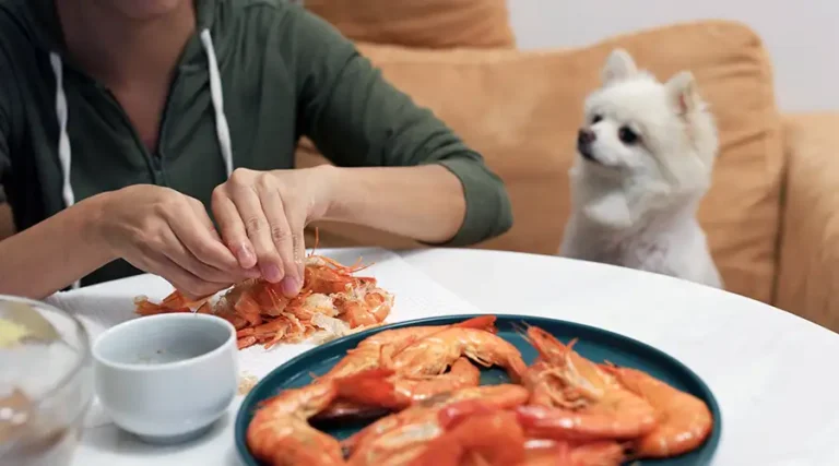 Can Dogs Eat Shrimp? Canines & These Common Crustaceans