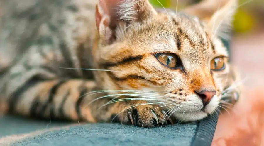 When Do Cats Stop Growing?