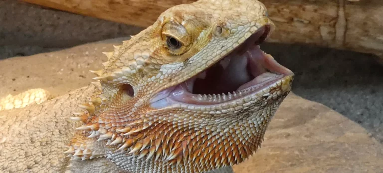 Can Bearded Dragons Eat Rolly Pollies?