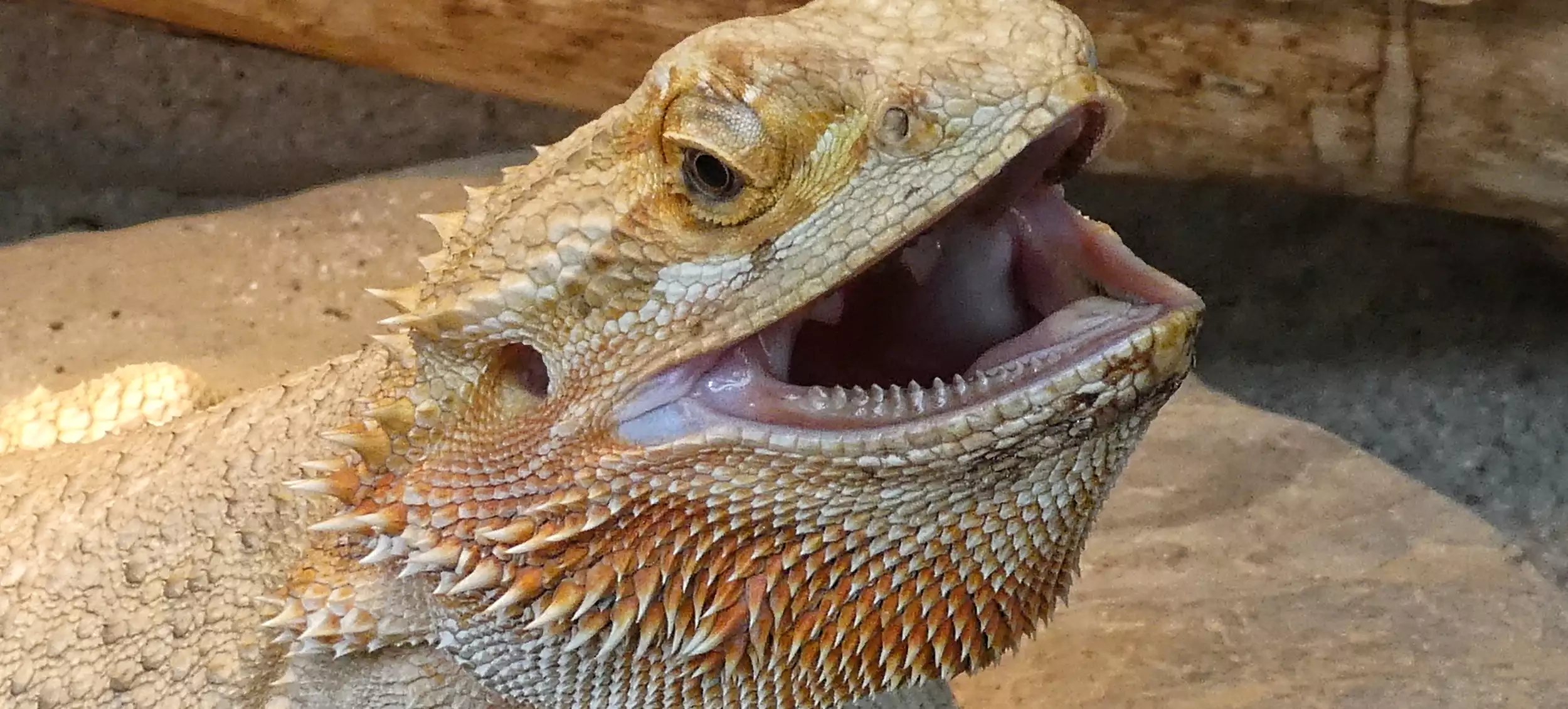 Can Bearded Dragons Eat Rolly Pollies