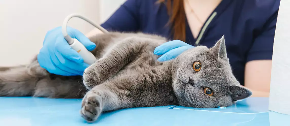Hyperthyroidism in Cats