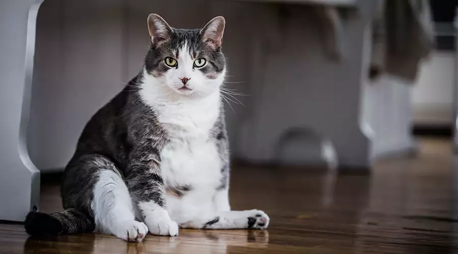 Obesity in Cats