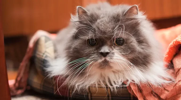 How Long Do Cats Live?