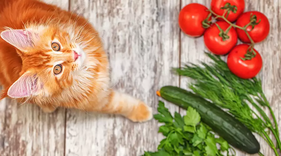 Why Are Cats Scared of Cucumbers?